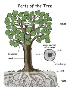 tree_parts_poster72