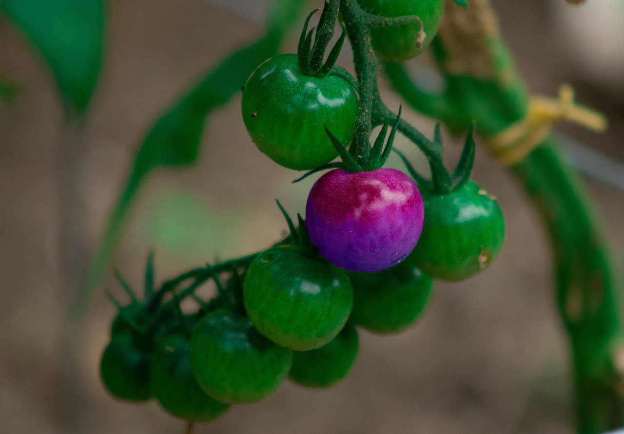 unique, deference, tomatoes, spring, color, vegetables, fresh, nature, organic